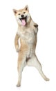 Dog dance on hind legs Royalty Free Stock Photo