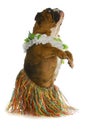 Dog dancer Royalty Free Stock Photo