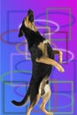 Dog dancer Royalty Free Stock Photo