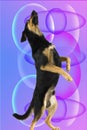 Dog dancer Royalty Free Stock Photo