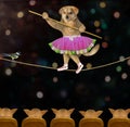 Dog dancer on tightrope