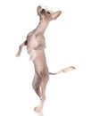 Dog dancing