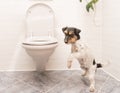 Dog is dancing on the toilet - Jack Russell Terrier