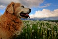 Dog on dandelion meadow Royalty Free Stock Photo