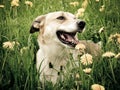 Dog in the dandelion meadow, portrait, Royalty Free Stock Photo
