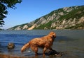 Dog on Danube riverbank