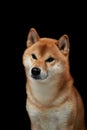 dog on a dark background. Attentive pet. Beautiful shiba inu in the studio Royalty Free Stock Photo