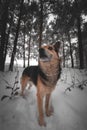 Dog in a dark forest in winter. Pet, brown color, walks in deep snow in winter. A dog that looks like a fox
