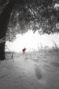 Dog in a dark forest in winter. Pet, brown color, walks in deep snow in winter. A dog that looks like a fox