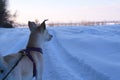 Dog dawn winter activity with dog tourism horizon nature snow canicross travel dog Canada north