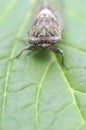 Dog-day cicada Neotibicen canicularis on a green leaf side view macro image Royalty Free Stock Photo