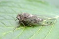 Dog-day cicada Neotibicen canicularis on a green leaf side view macro image