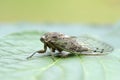 Dog-day cicada Neotibicen canicularis on a green leaf side view macro image Royalty Free Stock Photo