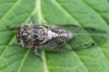 Dog-day cicada Neotibicen canicularis on a green leaf side view macro image Royalty Free Stock Photo