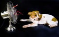 Dog Day Staying Cool. Royalty Free Stock Photo