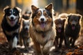 A dog daycare center, where furry pals gather for a day filled with fun, frolic, and furry friendships. This Royalty Free Stock Photo