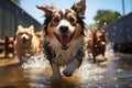 A dog daycare center, where furry pals gather for a day filled with fun, frolic, and furry friendships. This Royalty Free Stock Photo