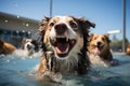 A dog daycare center, where furry pals gather for a day filled with fun, frolic, and furry friendships. This Royalty Free Stock Photo