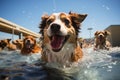 A dog daycare center, where furry pals gather for a day filled with fun, frolic, and furry friendships. This Royalty Free Stock Photo