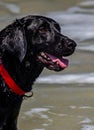 Dog Days at the Beach