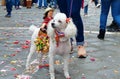 He dog is decorated as a horse with a rider. Ecuador Royalty Free Stock Photo