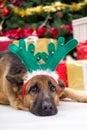 Dog with deer antlers hat on Christmas Eve, Christmas tree and g