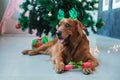 A dog with deer antlers lies under the Christmas tree and holds a gift in paws Royalty Free Stock Photo