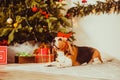 Dog with deer horns decoration under the christmas tree