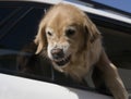 Dog defending car Royalty Free Stock Photo