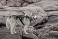 The dog delightful gray Siberian husky stands on a mountain in the background of a forest and clouds