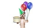 Dog Delivering Birthday Cake and Balloons