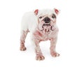 Dog With Demodectic Mange Royalty Free Stock Photo