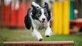 Dog demonstrates agility skills in adaptive course for enhanced training experience Royalty Free Stock Photo