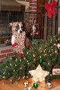 Dog Destroys Christmas