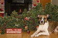 Dog Destroys Christmas Royalty Free Stock Photo