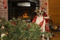 Dog Destroys Christmas Royalty Free Stock Photo