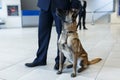 A dog for detecting drugs at the airport standing near the customs guard. Horizontal view Royalty Free Stock Photo