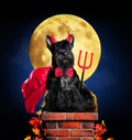 Dog in devil halloween costume Royalty Free Stock Photo
