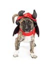 Dog in Devil Halloween Costume Royalty Free Stock Photo