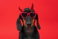 Dog in devil horns, heart glasses. Image of seductive puppy ad for a dating site Royalty Free Stock Photo
