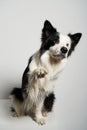 Dog with different colored eyes sitting with raised paw Royalty Free Stock Photo