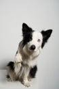 Dog with different colored eyes sitting with raised paw Royalty Free Stock Photo