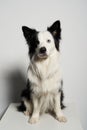 Dog with different colored eyes on white box Royalty Free Stock Photo