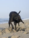 Dog digging at beach