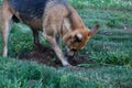 Dog Digging in a Gofer Hole Royalty Free Stock Photo