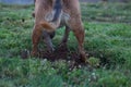 Dog Digging in a Gofer Hole Royalty Free Stock Photo