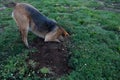 Dog Digging in a Gofer Hole Royalty Free Stock Photo