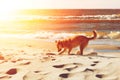 A dog digging a hole in the sand dune at the beach in the evening sunlight on summer holiday vacation, sea ocean shore behind, to Royalty Free Stock Photo