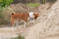 Dog digging pile of sand while searching small rodents hiding inside