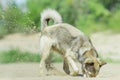 Dog digging in the sand Royalty Free Stock Photo